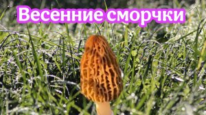 Сморчки весенние