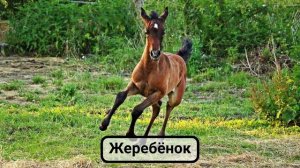 Учим животных для детей. Картинки животных с озвучкой.