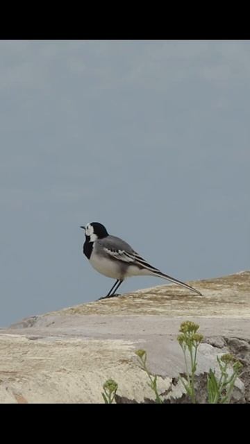 Белая трясогузка #птицы #birds  #wildlife  #nature