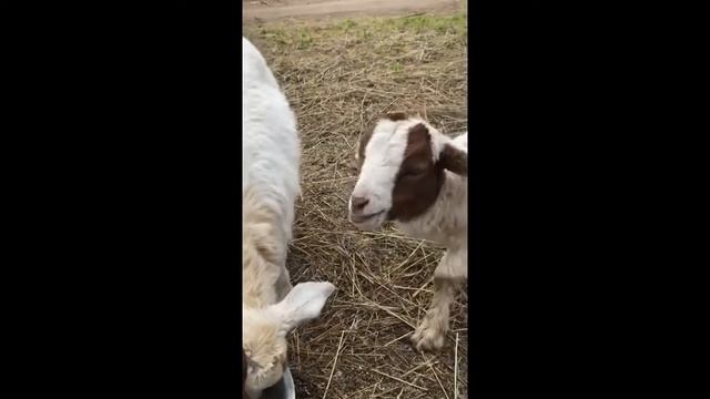 СЛУЧАЙНО ПОДСЛУШАННЫЙ  РАЗГОВОР ДВУХ МЕЛОМАНОК