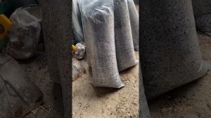 Засев грибных блоков вешенки