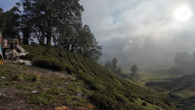 14 Cameron Highlands, Tanah Rata, чайная долина утро , Малайзия.