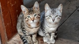 Прогулка кота ВАСИЛИЯ