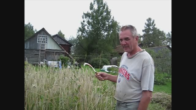 Зачем я выращиваю рожь