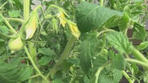 Рассада томатов к высадке в теплицу готова. Некоторые сорта уже с плодами. 1 апреля 2025 года.