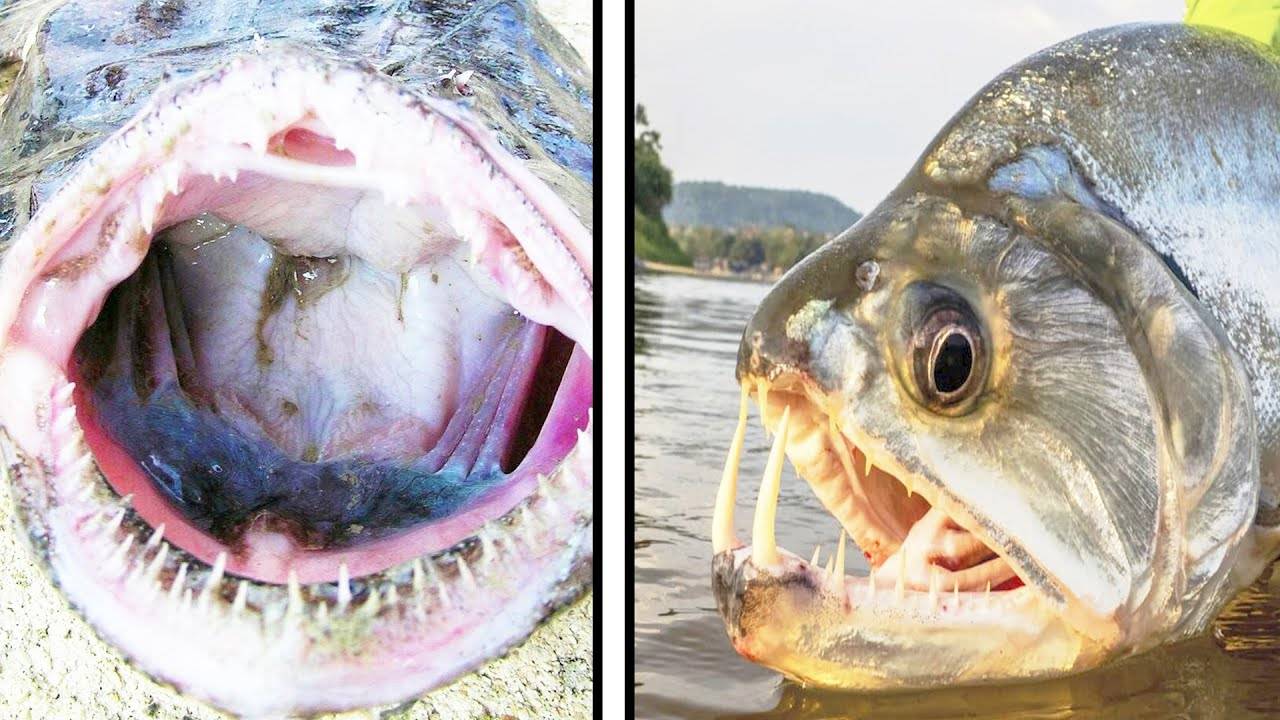 ХИЩНЫЕ РЫБЫ ОТ КОТОРЫХ ВЫ БУДЕТЕ В ШОКЕ смотреть онлайн