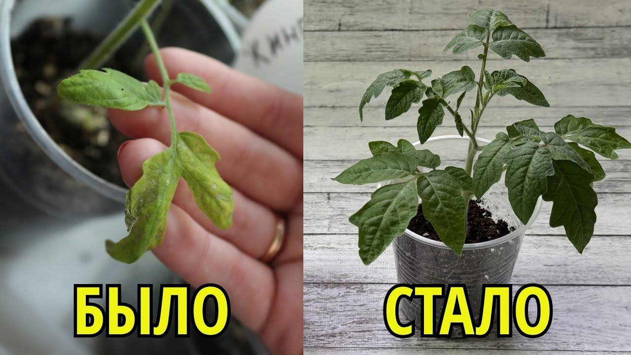Исправляем рассаду!!! Не мудрите с подкормками, достаточно...