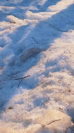 моя белочка пришла 😍