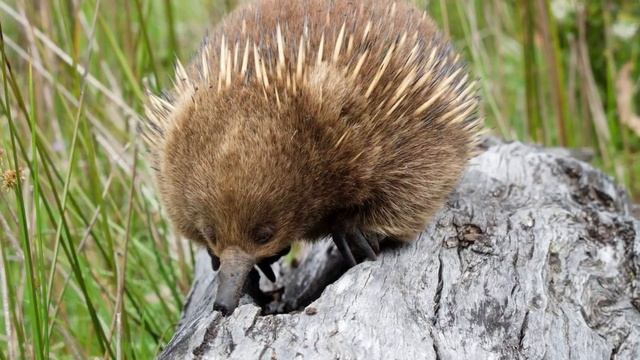 Echidna Song/poem: Ellie the Echidna смотреть онлайн