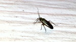 Клоп–вредитель