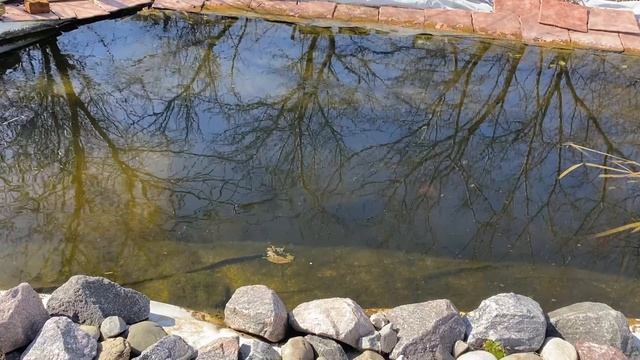 Обзор дачных прудов, вода в пруду радует глаз смотреть онлайн