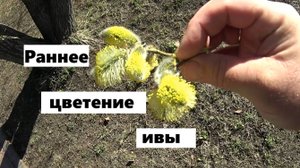 Ива зацвела рано.Что это значит для пчёл и пчеловода ?