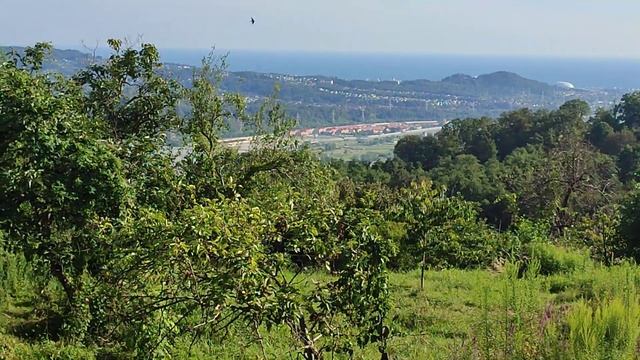 земля в Адлере ИЖС 13 соток 15 млн.