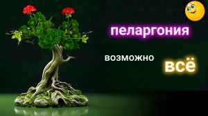 Пеларгония на штамбе. Формирование Бонсай. Пеперомия. Начало 3.04.2025
