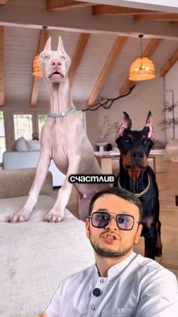 Собачья преданность