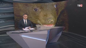 В Приморском крае спасли двух осиротевших гималайских медвежат / События на ТВЦ