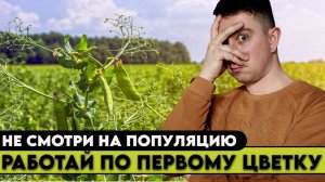 Вредители бобовых культур. Теплая зима и прохладная весна готовят нам сюрприз.