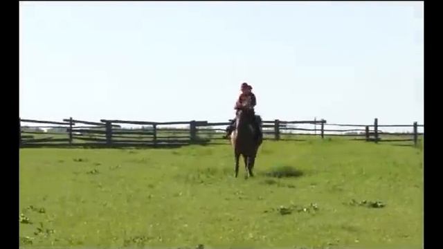 Konkurs loshadi samiy samiy смотреть онлайн