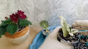 УХОД за МАЛЫШАМИ ФИАЛКИ! Нужен глаз да глаз)