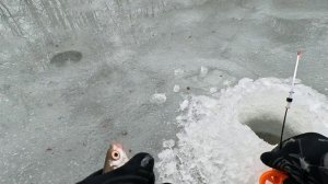 Поймал неизвестную мне рыбу...