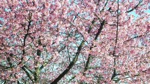 Цветение Сакуры