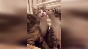 🤣🤣🤣 СМЕШНЫЕ ЖИВОТНЫЕ ЛУЧШИЕ ПРИКОЛЫ С КОТАМИ, СОБАКАМИ, ЖИВОТНЫЕ, СМЕШНЫЕ ВИДЕО