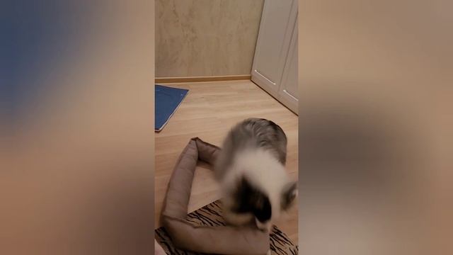 Моя прогулка с собакой 013 смотреть онлайн