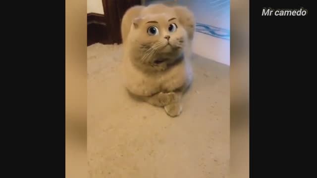 Смешные животные / Смешные котики / Смешные коты
