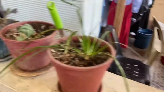 Lilies by my window, 13 Mar 20 смотреть онлайн