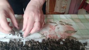 в деревне Кривячка. часть 5-я. Цветы. Пикировка  методом _улитка_ (1)