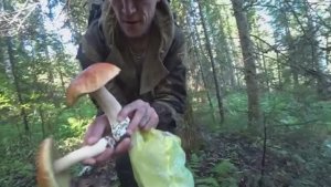 МЫ В ШОКЕ ОТ ЭТИХ ГРИБОВ. 6 ВЕДЕР ЗА 40 МИНУТ. МНОГО БЕЛЫХ ГРИБОВ, СОБРАЛИ МНОЖЕСТВО БОРОВИКОВ.