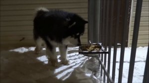 Выдержка собаки при кормлении. Аляскинский маламут