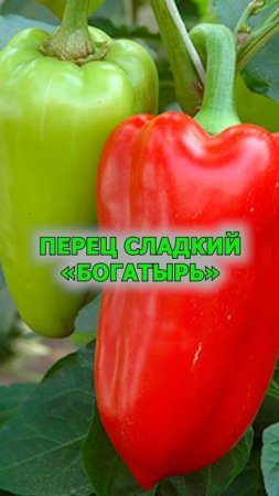 Вот эти сочные перчики для своего огорода