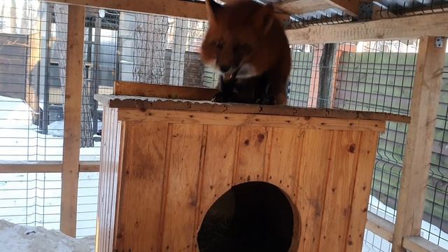 Алиса - лиса. Арчи научился залезать на верх вольера смотреть онлайн