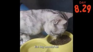 Умирающая кошка издаёт слабый крик о помощи, когда кто-то проходит мимо.
