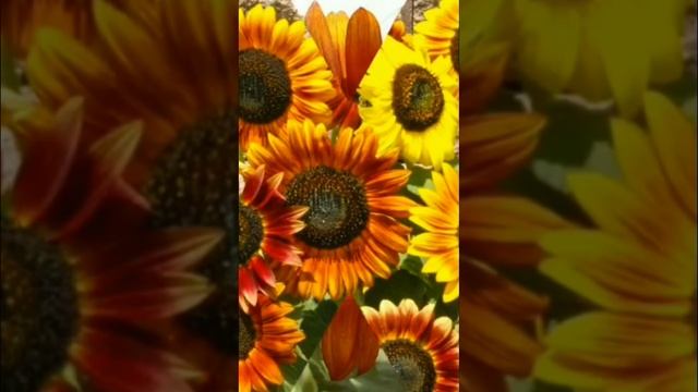Декоративный подсолнечник разнообразие