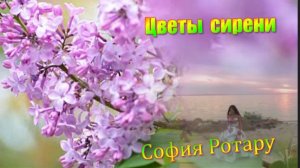 Цветы сирени - Нежная песня о любви!