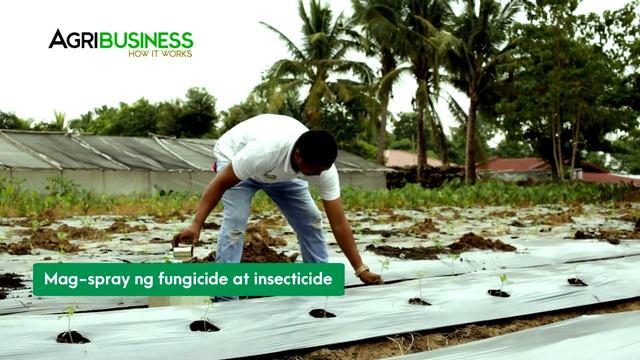 COMPLETE GUIDE: TOMATO FARMING from seeding to harvesting