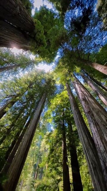 Forests 🌳🌳🌳...#sustainme #plantatree #trees #forest #forestsounds #plantsagram #treehouse смотреть онлайн