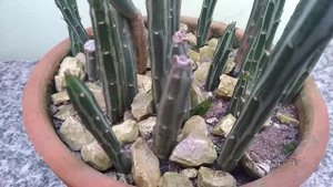 Kleinia stapeliiformis | Senecio stapeliiformis