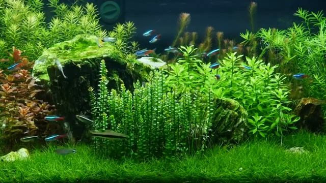 Живой аквариум #13 - Заставка для ТВ смотреть онлайн