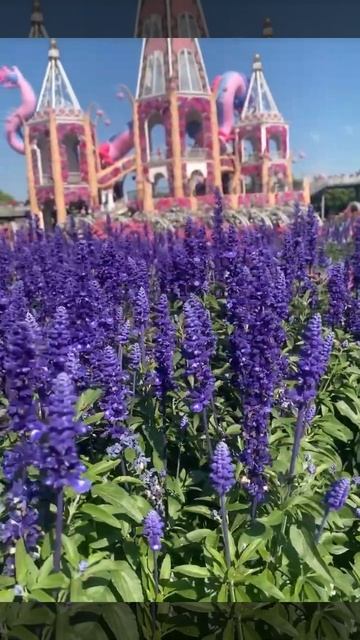 ЛАВАНДОВЫЙ РАЙ: Самые красивые поля Китая, которые вас очаруют!  #цветы #travel #китай #лаванда