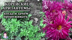 КОРЕЙСКИЕ ХРИЗАНТЕМЫ Нужно ли их делить или омолаживать И когда это делать