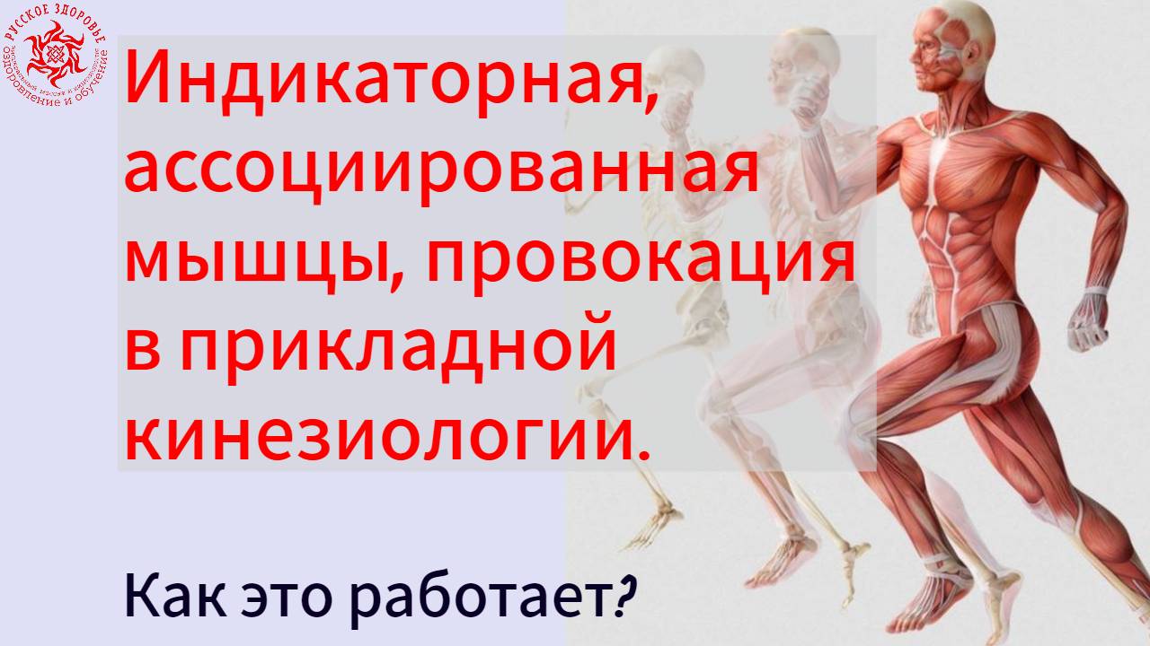 Индикаторная, ассоциированная мышцы, провокация в прикладной кинезиологии. Как это работает?