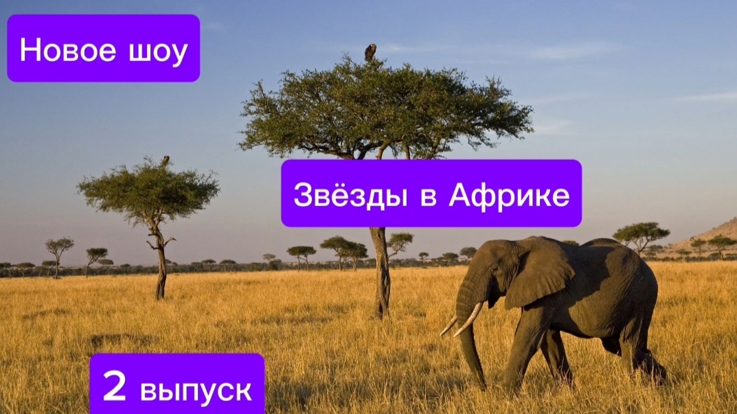 Звёзды в Африке .2 выпуск .