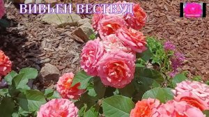 КОРМИМ РОЗЫ В АВГУСТЕ