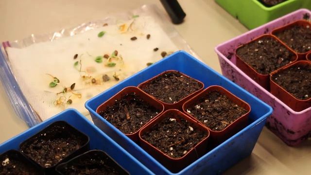 Growing apples and pears from seed part one #bearbonesliving #suburbanhomestead #apples #pears