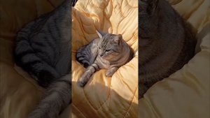 Нарезки с Босей и Сливой, самые лучшие котики 🦁🐯🐆🐅😻