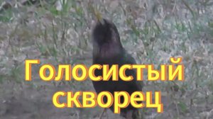 Голосистый скворец. Скворец поет сольную партию. Птицы Новосибирской области.