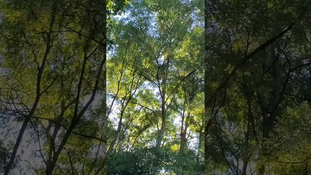 Scenic LoFi from 720 Beatz Beginning of Spring Vibes Instrumental